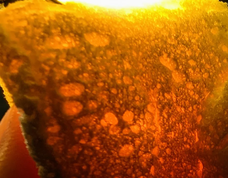 Backlit close-up of Super Foam’s microcellular polyurea elastomer
