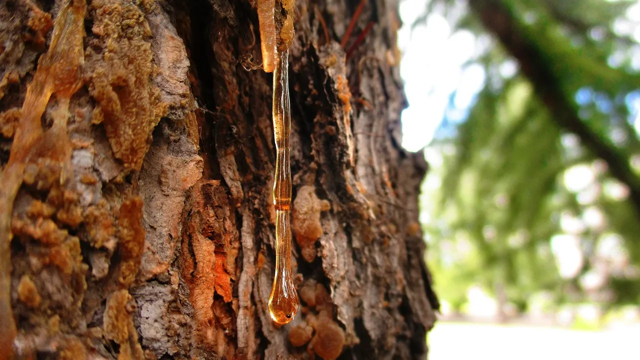 Gum rosin feedstock on pine bark for rosin-based resins