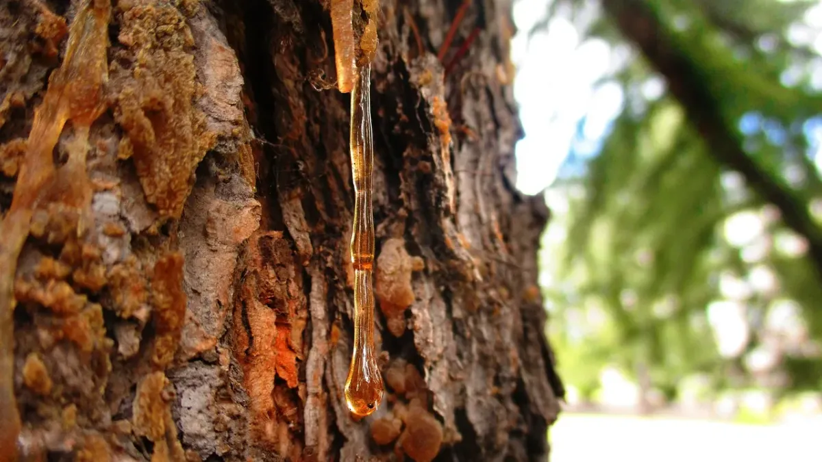 Golden amber pine oleoresin on natural bark