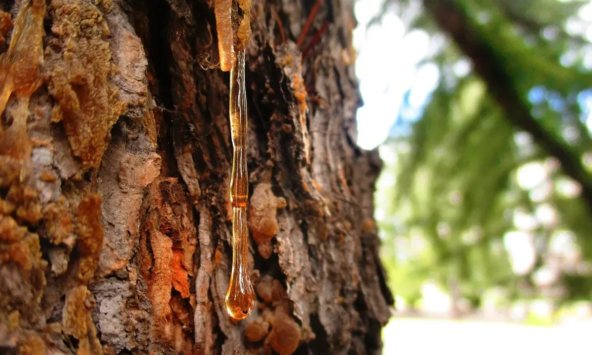 Golden amber pine oleoresin on natural bark